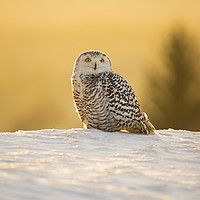 Buy canvas prints of Snowy Owl by David Hare