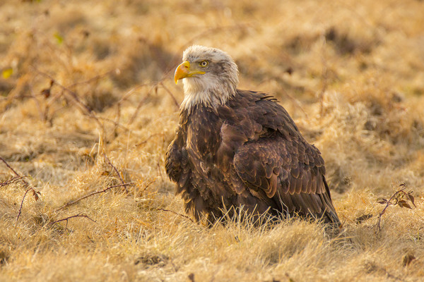 Bald Eagle Picture Board by David Hare