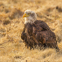 Buy canvas prints of Bald Eagle by David Hare
