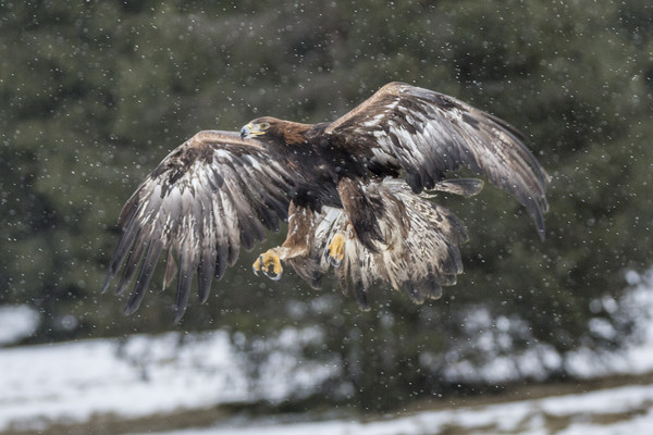 Eagle in the snow. Picture Board by David Hare