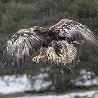 Buy canvas prints of Eagle in the snow. by David Hare