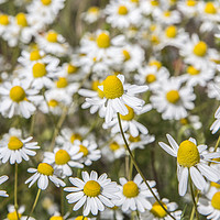Buy canvas prints of Wild Daisies by David Hare