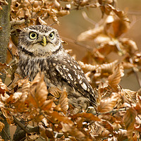 Buy canvas prints of Little Owl by David Hare