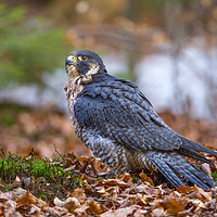 Buy canvas prints of Peregrine Falcon by David Hare
