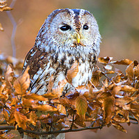 Buy canvas prints of Tawny Owl by David Hare