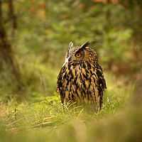Buy canvas prints of Eagle Owl by David Hare