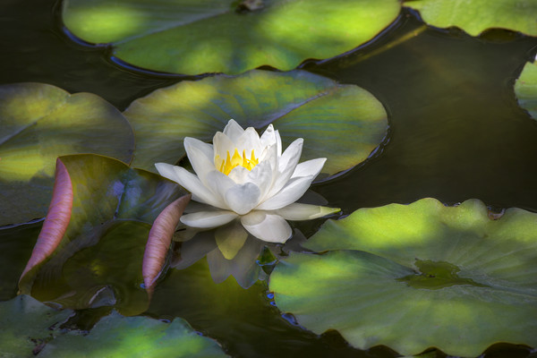 Water Lily Picture Board by David Hare