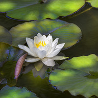 Buy canvas prints of Water Lily by David Hare