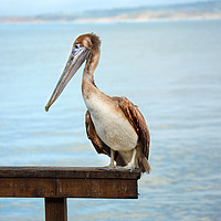 Buy canvas prints of Pelican by David Hare