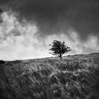 Buy canvas prints of A single tree on Dartmoor by David Hare