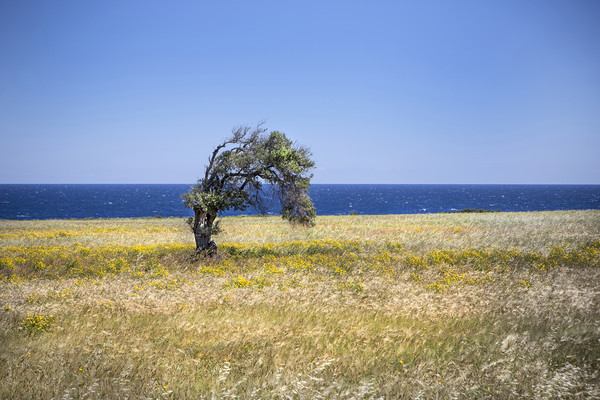 A single tree in Cyprus. Picture Board by David Hare