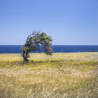 Buy canvas prints of A single tree in Cyprus. by David Hare