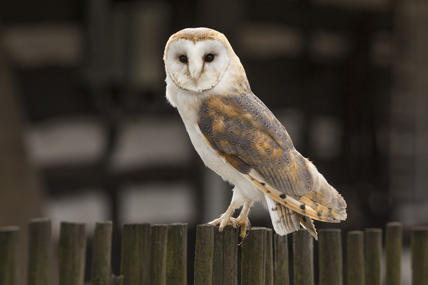 Barn Owl Picture Board by David Hare