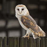 Buy canvas prints of Barn Owl by David Hare