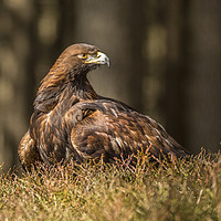 Buy canvas prints of Golden Eagle by David Hare