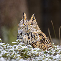 Buy canvas prints of Western Siberian Owl by David Hare