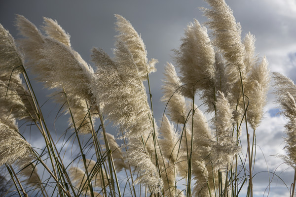 Pampas Grass Picture Board by David Hare