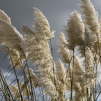 Buy canvas prints of Pampas Grass by David Hare