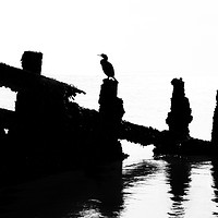 Buy canvas prints of Cormorant by David Hare