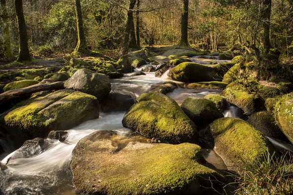 Becky Falls, Dartmoor Picture Board by David Hare