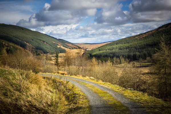 Rural roadway. Picture Board by David Hare