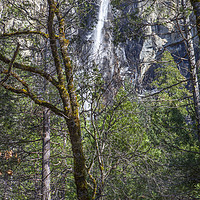 Buy canvas prints of Yosemite Falls by David Hare