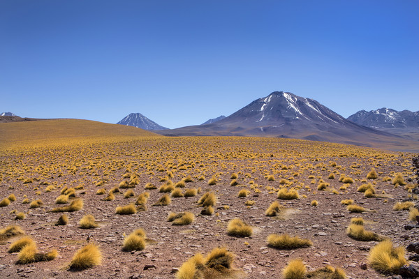 Atacama Desert Picture Board by David Hare