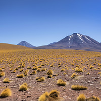 Buy canvas prints of Atacama Desert by David Hare