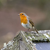 Buy canvas prints of European Robin by David Hare