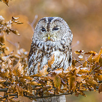 Buy canvas prints of Tawny Owl in woodland by David Hare