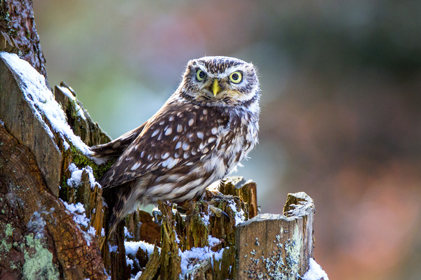 Little Owl Picture Board by David Hare