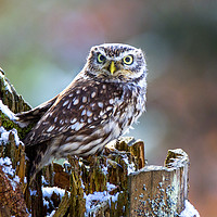 Buy canvas prints of Little Owl by David Hare