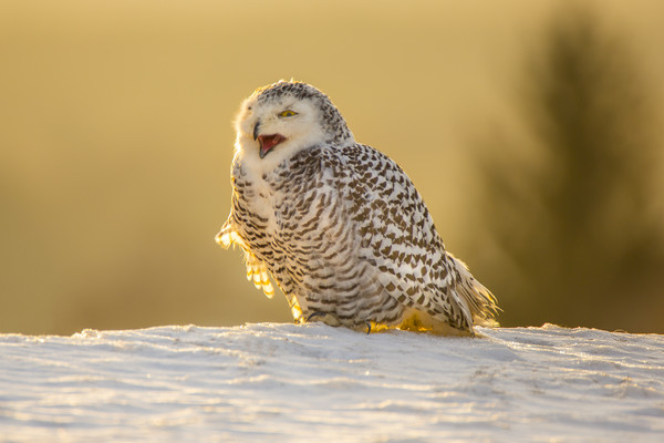 Snowy Owl Picture Board by David Hare