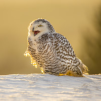 Buy canvas prints of Snowy Owl by David Hare