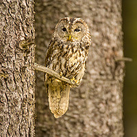 Buy canvas prints of Perched Tawny Owl by David Hare