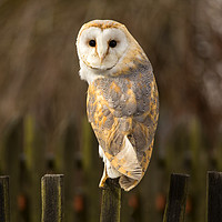 Buy canvas prints of Barn Owl by David Hare