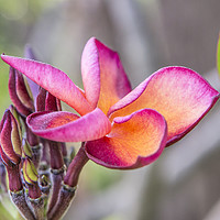 Buy canvas prints of Siem Reap Flora by David Hare