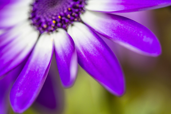 Purple Petals Picture Board by David Hare