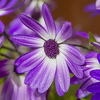 Buy canvas prints of Purple Droplets by David Hare