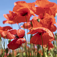 Buy canvas prints of Poppies by David Hare