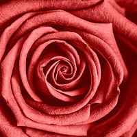 Buy canvas prints of Red Rose by David Hare