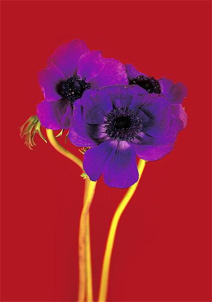Purple on Red Picture Board by David Hare