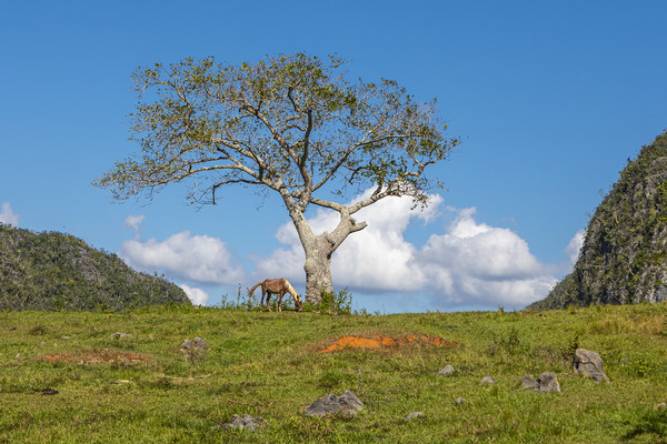 A single tree in Vinales Valley, Cuba Picture Board by David Hare