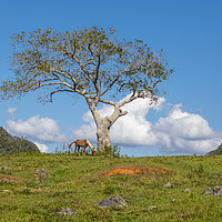 Buy canvas prints of A single tree in Vinales Valley, Cuba by David Hare