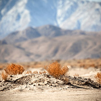 Buy canvas prints of Desert Flora by David Hare