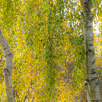 Buy canvas prints of Soft Autumn Colours by David Hare