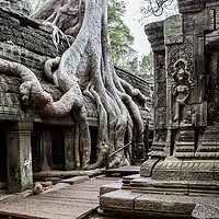 Buy canvas prints of Ta Promh Temple by David Hare
