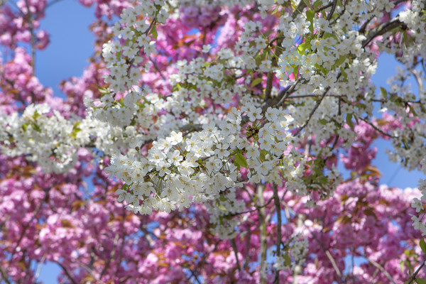 Pretty Spring Blossom Picture Board by David Hare