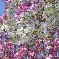 Buy canvas prints of Pretty Spring Blossom by David Hare