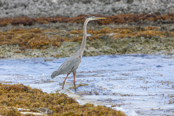 Wading Heron Picture Board by David Hare